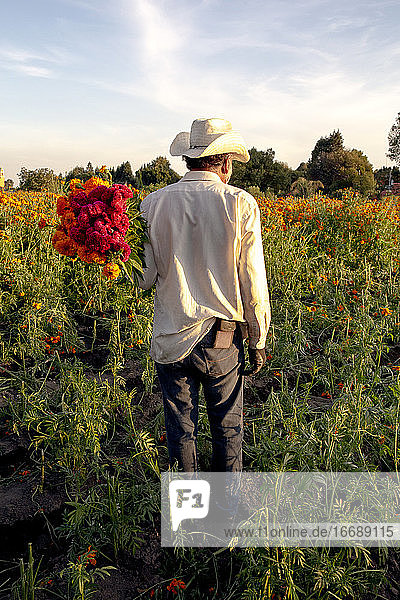 Mexican farmer carrying orange and cherry cempasuchil flowers