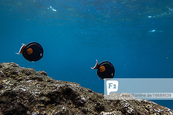 Zwei Fische schwimmen in einer Reihe über Korallen in den klaren blauen Gewässern von Hawaii