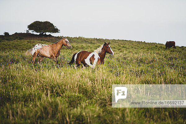 Two horses run through grassy field