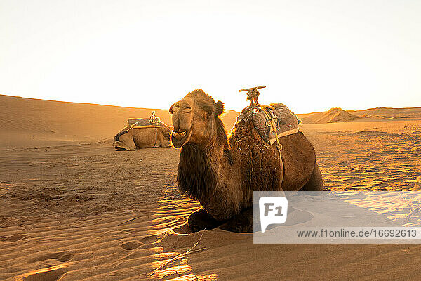 Ein Kamel ruht sich bei Sonnenaufgang aus und wartet auf Touristen für eine Wüstentour