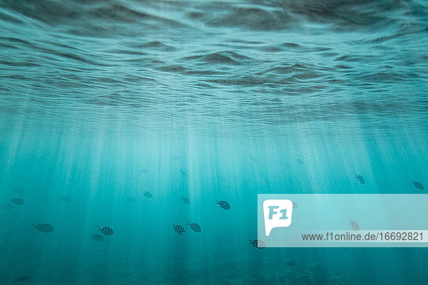 Fischschwärme schwimmen durch Lichtstreifen unter der Meeresoberfläche