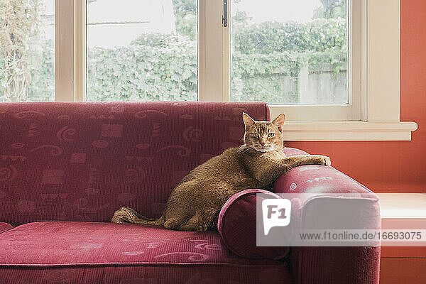 Katze auf einer roten Couch im Sonnenlicht
