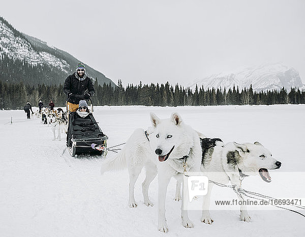 couple sits in dogsled led by dogs on frozen lake in winter