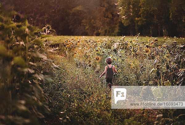 Weit entfernte Rückenansicht eines Kindes  das in einem Sonnenblumenfeld im Sommer läuft