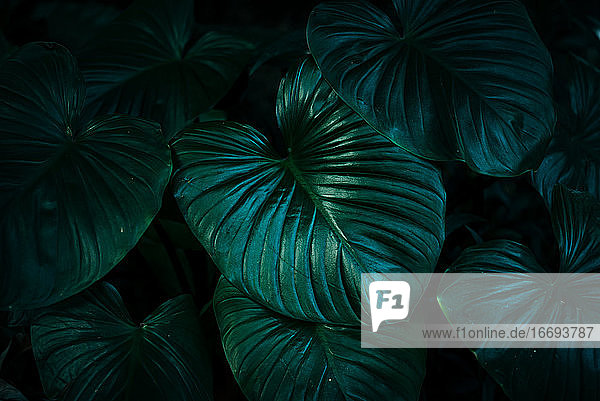 Tiefgrüne tropische üppige Blätter dunkler Ton Hintergrund