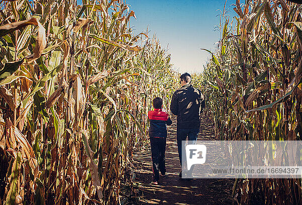 Vater und Sohn gehen an einem sonnigen Tag gemeinsam durch ein Maislabyrinth.