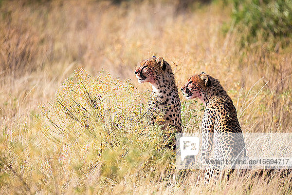 Cheetahs eating in the middle of the grass