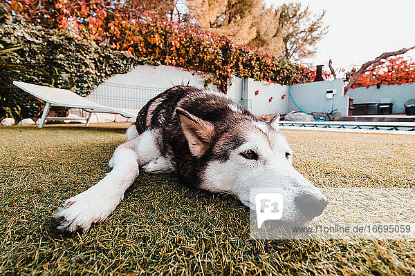 Husky-Rasse Hund liegend auf Gras an einem sonnigen Tag