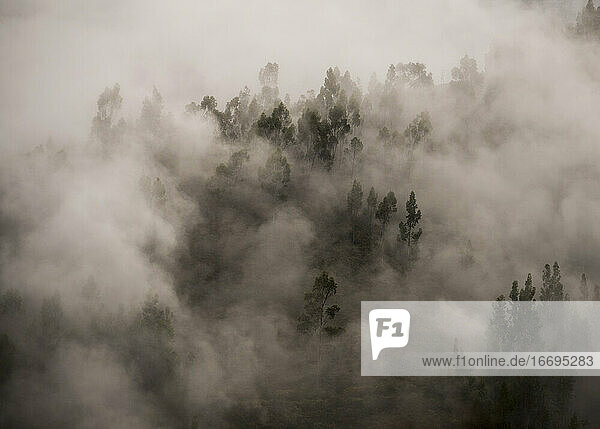 Morning fog in a forest above Tarma  Junin  Peru  South America