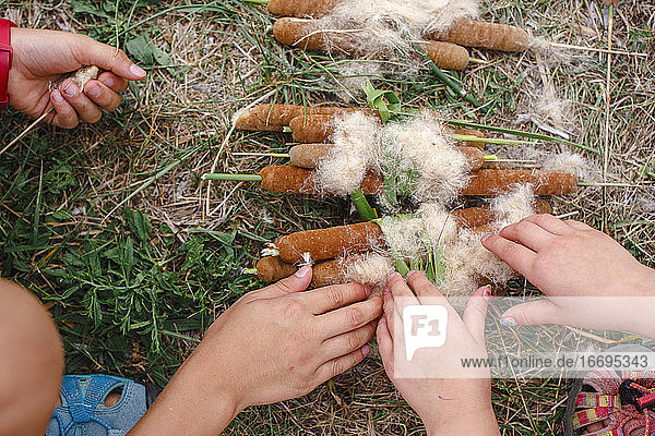 Nahaufnahme von Kindern  die gemeinsam Bündel von flauschigen Rohrkolben sammeln