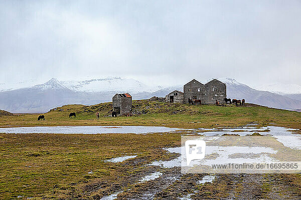 Islandpferde grasen bei regnerischem Wetter auf einem verlassenen Bauernhof
