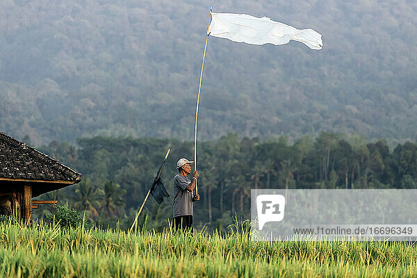 Man in rice fields  Bali  Indonesia
