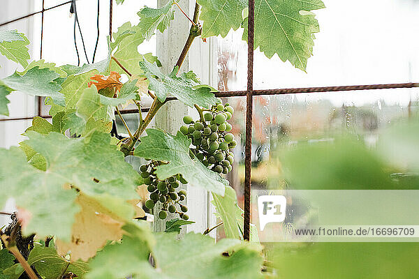 selbst angebaute Weintrauben an einem Rebstock in einem Gewächshaus mit Regen am Fenster