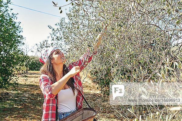 Bauer pflückt Oliven vom Olivenbaum