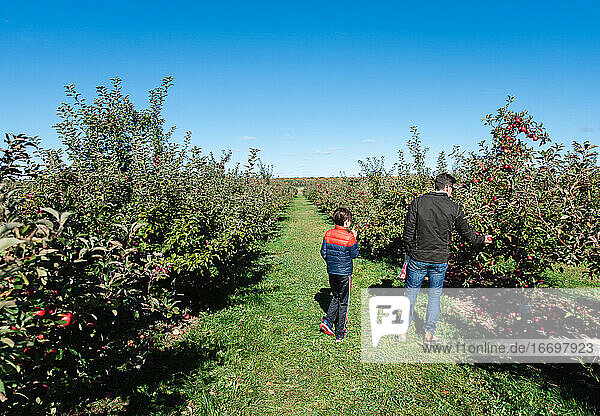 Vater und Sohn pflücken an einem sonnigen Herbsttag Äpfel in einem Obstgarten.