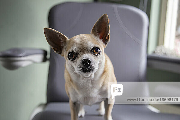 Ein Chihuahua schaut in die Kamera  während er in einem Sessel sitzt