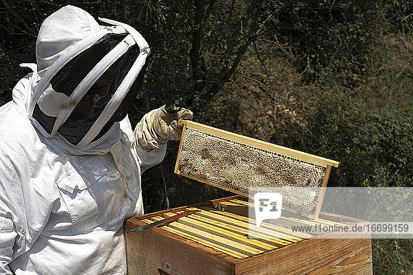 Ein Mann trägt an einem sonnigen Tag einen Bienenanzug und kontrolliert die Honigproduktion in einem Bienenstock.