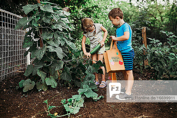 Young girl picking cucumber from vine in back yard garden