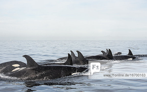 Eine Gruppe von Orcas schwimmt in der Nähe der Insel Espiritu Santo.