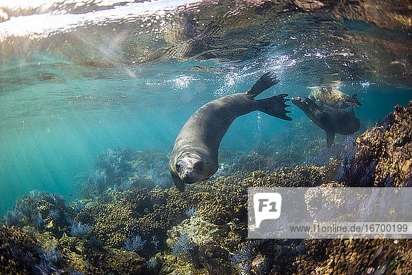 Eine Gruppe von Seelöwen schwimmt unter Wasser auf der Insel Espiritu Santo.