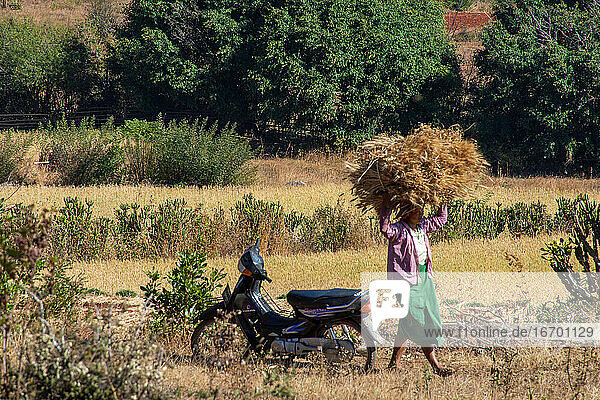 Einheimische Frau bei der Arbeit auf dem Land in Myanmar