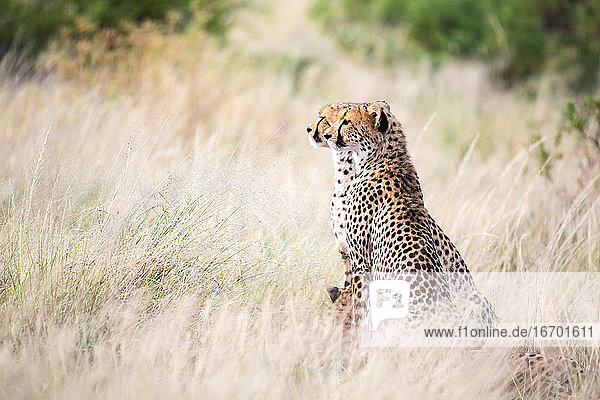 Ein Gepard sitzt in der Savanne auf der Suche nach Beute