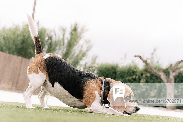 Beagle-Hund streckt seinen Rücken in einem Garten