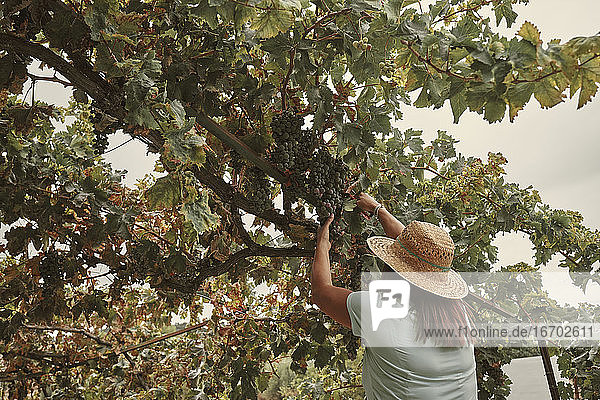 Eine Frau mit Hut pflückt Weintrauben in ihrem Garten