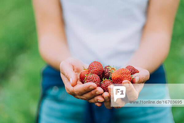 Mädchen hält reife rote Erdbeeren auf einer U-Pick-Farm