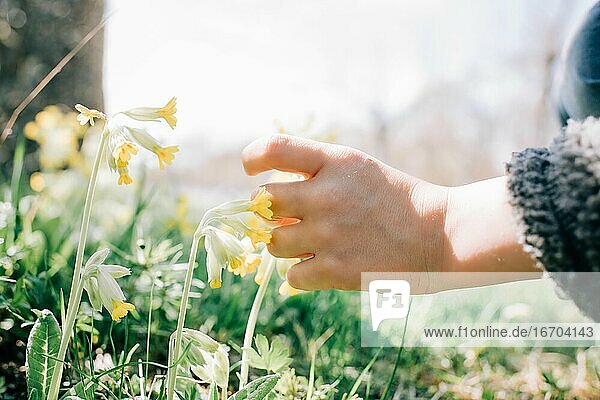 Ein Kind pflückt mit der Hand eine gelbe Blume an einem sonnigen Tag