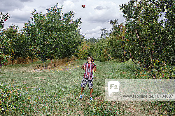 A boy stands in apple orchard on a cloudy day tossing an apple in air