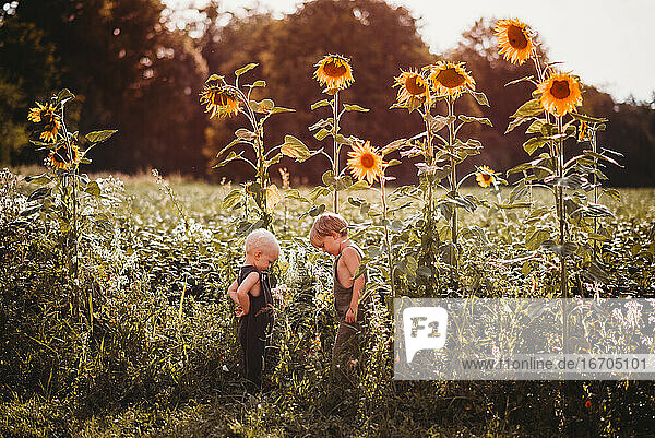 Kinder  die sich in einem Feld mit hohen Sonnenblumen bei Sonnenuntergang gegenüberstehen