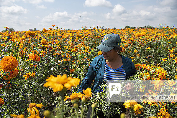 Eine Frau pflückt Blumen auf einem Cempasúchil-Blumenfeld in Puebla.