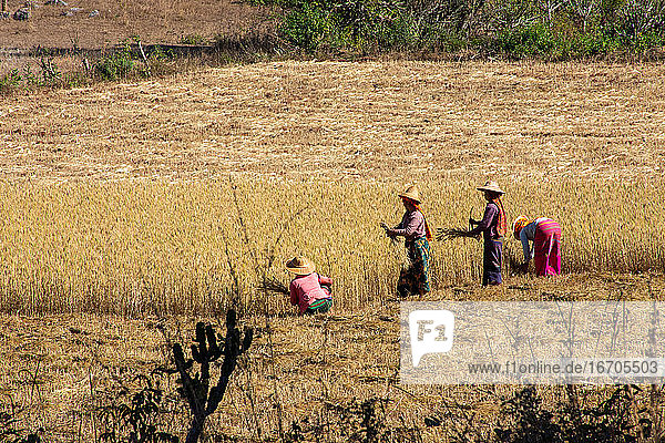 Einheimische  die vor Ort in Myanmar arbeiten