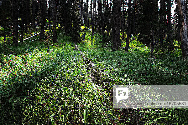 Yellowstone National Park lush green growth