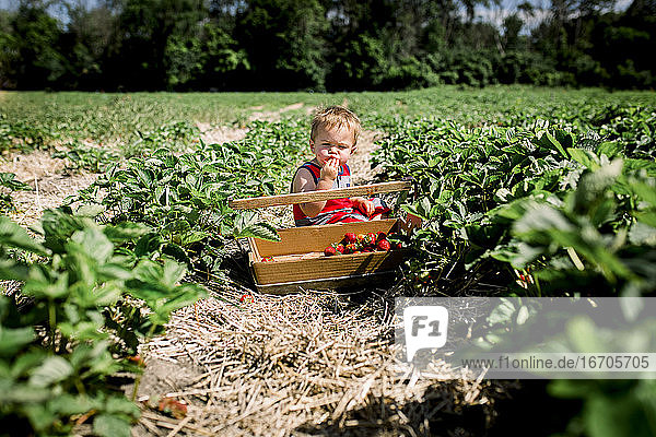 Kleiner Junge probiert eine Erdbeere in einem Erdbeerfeld