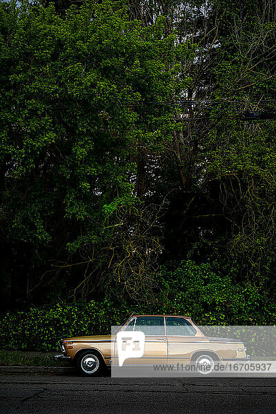 Kompaktes goldenes Auto geparkt vor einer Mauer aus grünen Sträuchern und Bäumen