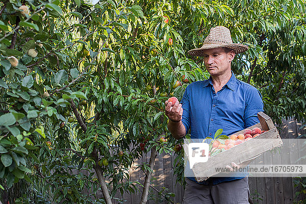 Erwachsener Mann pflückt Pfirsiche aus dem Obstgarten