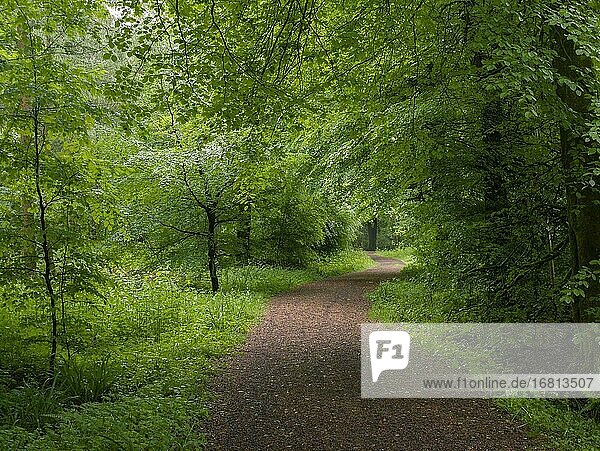 Weg durch Rotbuchen in Stockhill Wood im Frühsommer in der Mendip Hills Area of Outstanding Natural Beauty  Somerset  England.