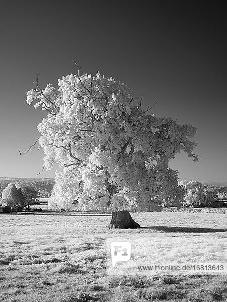 Ein Schwarz-Weiß-Infrarotbild der Landschaft bei Wrington  North Somerset  England.