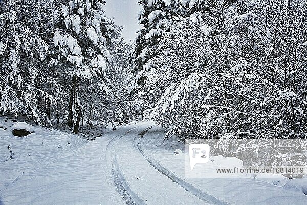 Verschneite Straße  umgeben von Bäumen.