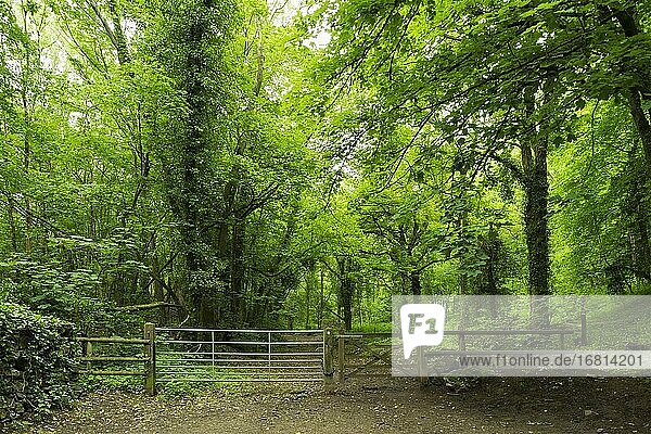 Tor am Eingang zu einem Waldgebiet am Fuße von Dolebury Warren in der Mendip Hills Area of Outstanding Natural Beauty  North Somerset  England.