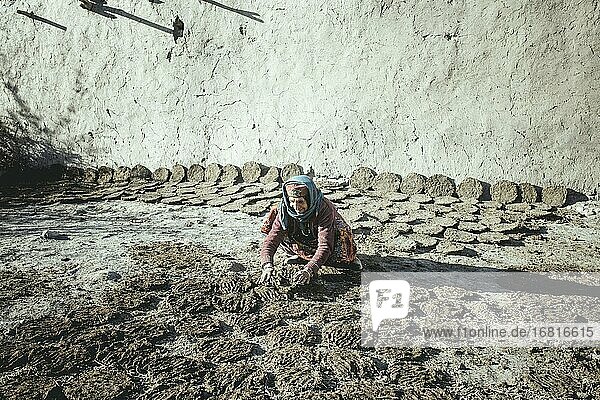 Frau wendet Kuhfladen  sie trocknet sie in der Sonne  hinter ihr  an der Mauer bereits fertig getrocknete Fladen  sesshafte Wakhi  Wakhan-Korridor  Saradh-e-Broghil  Afghanistan  Asien