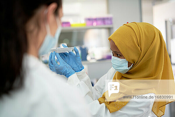 Weibliche Wissenschaftlerin in Hijab und Gesichtsmaske mit Probentablett