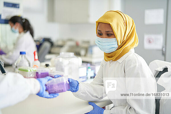 Weibliche Wissenschaftlerin in Hijab in Gesichtsmaske arbeiten im Labor