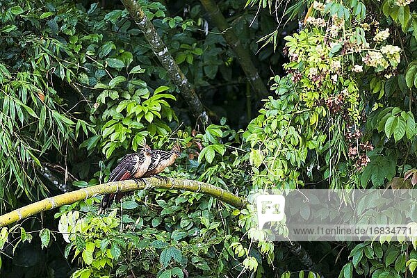 Hoatzin (Opisthocomus hoazin) im Amazonas-Regenwald von Ecuador  Südamerika