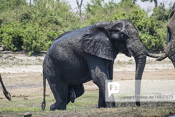 Afrikanische Elefanten (Loxodonta)  die im Chobe-Fluss baden. Teleobjektiv. Chobe-Nationalpark. Botswana  Afrika.