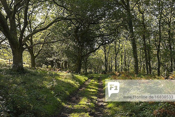 Worthy Wood im Herbst in der Nähe von Porlock Weir im Exmoor National Park  Somerset England.