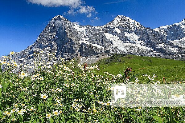 Eiger und Mönch mit Eisenhutblättriger Hahnenfuß  Berner Oberland  Schweiz  Europa
