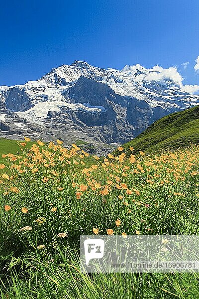 Jungfrau mit Hahnenfuß  Berner Oberland  Schweiz  Europa